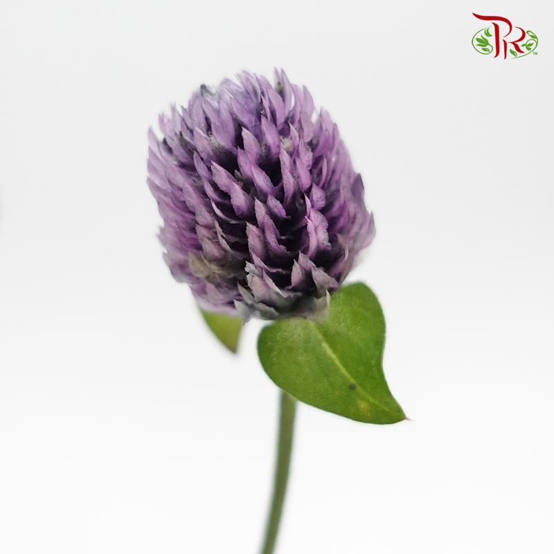 Gomphrena - Dark Purple (10 Stems)-Purple-Import-prflorist.com.my