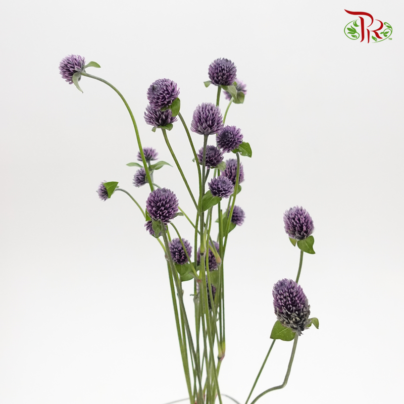 Gomphrena - Dark Purple (10 Stems)-Purple-Import-prflorist.com.my