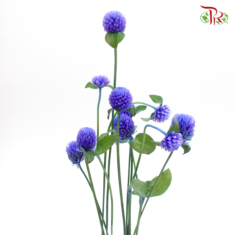 Gomphrena - Indigo (5 Stems)-Blue-Japan-prflorist.com.my