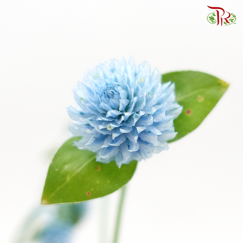 Gomphrena - Light Blue (10 Stems)-Blue-Import-prflorist.com.my
