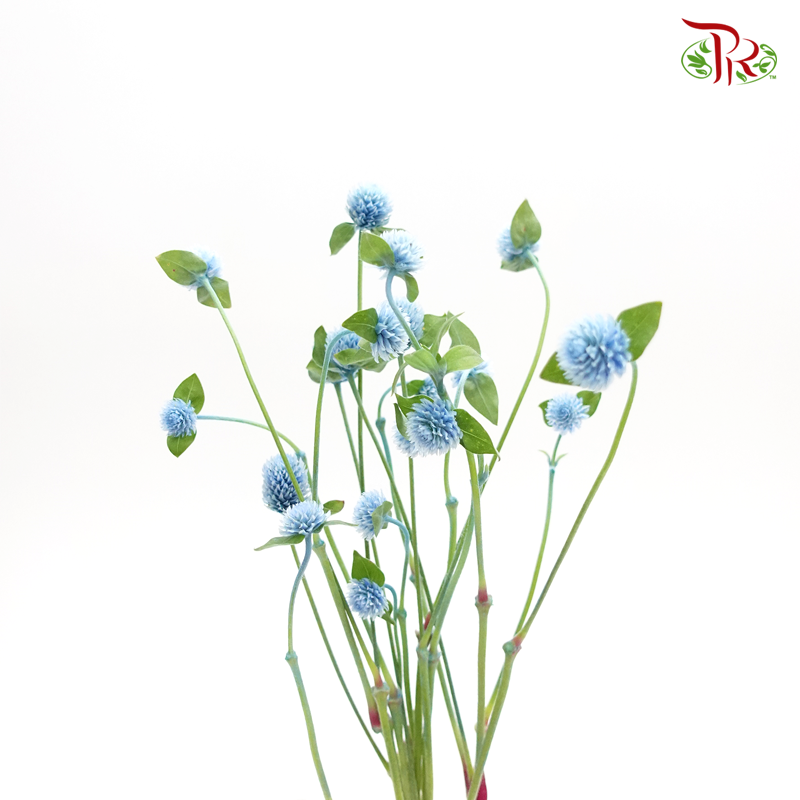 Gomphrena - Light Blue (10 Stems)-Blue-Import-prflorist.com.my