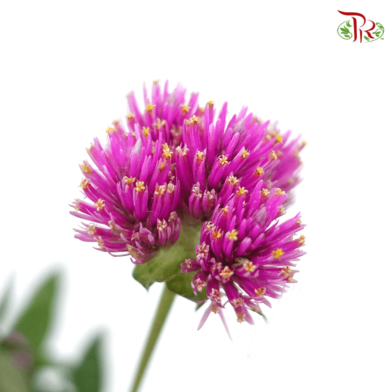 Gomphrena - New Purple (Per Bunch)-Purple-China-prflorist.com.my