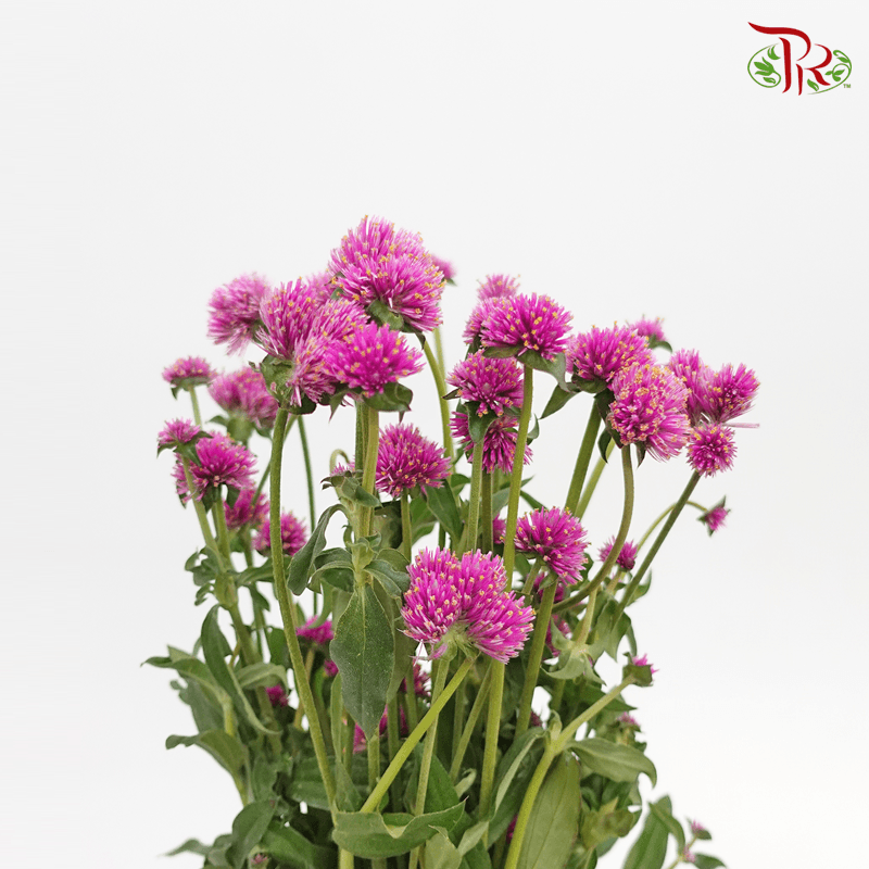 Gomphrena - New Purple (Per Bunch)-Purple-China-prflorist.com.my