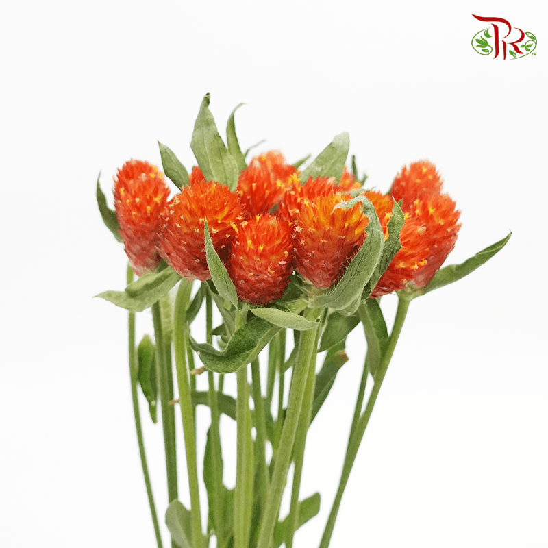 Gomphrena - Orange (Per Bunch)-Orange-China-prflorist.com.my