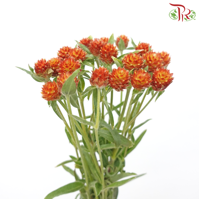 Gomphrena - Orange (Per Bunch)-Orange-China-prflorist.com.my