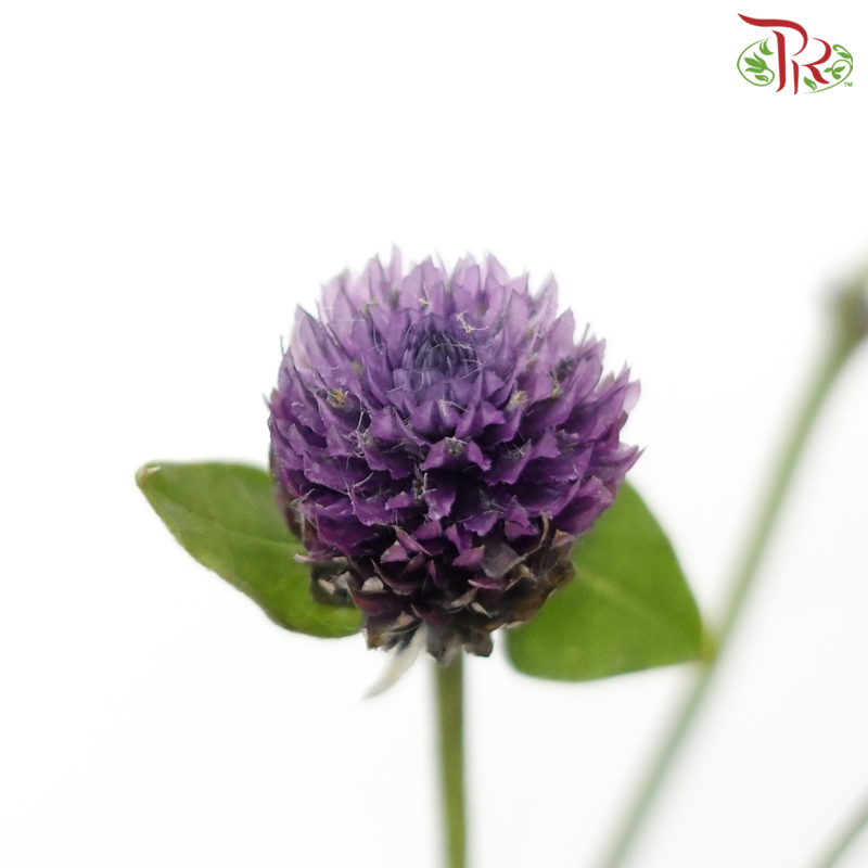 Gomphrena - Purple (5 Stems)-Purple-Japan-prflorist.com.my