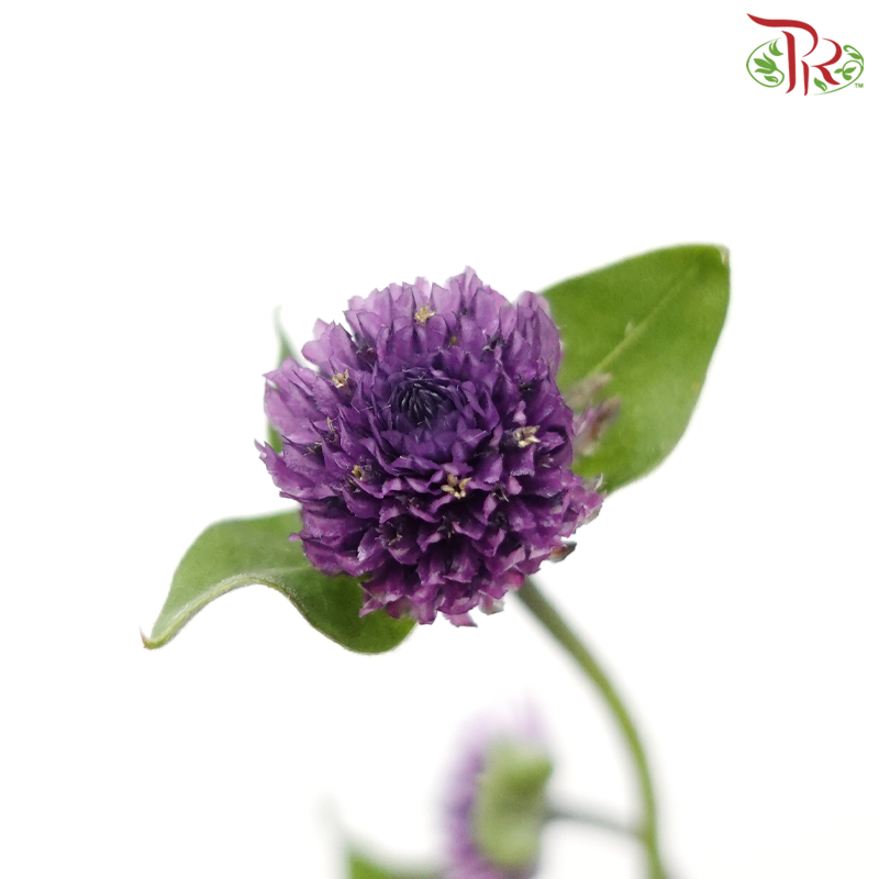 Gomphrena - Purple (5 Stems)-Purple-Japan-prflorist.com.my