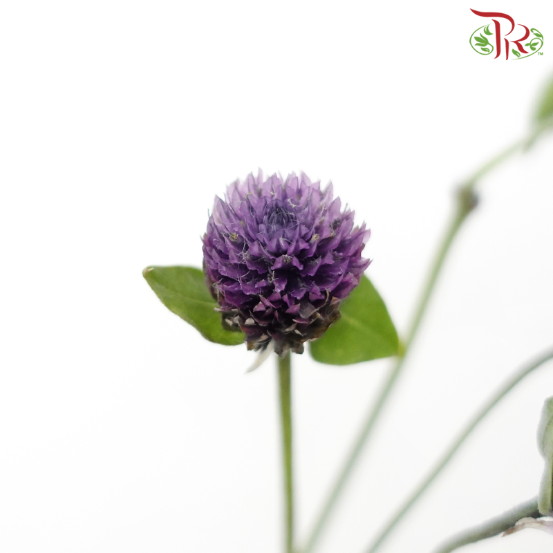 Gomphrena - Purple (5 Stems)-Purple-Japan-prflorist.com.my