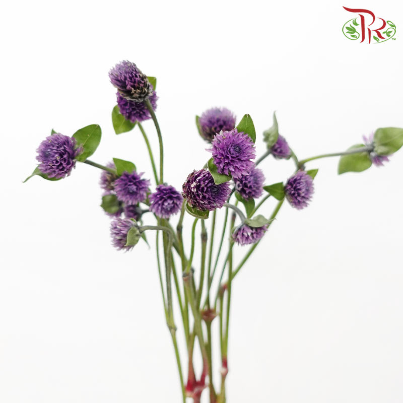 Gomphrena - Purple (5 Stems)-Purple-Japan-prflorist.com.my