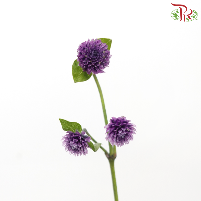 Gomphrena - Purple (5 Stems)-Purple-Japan-prflorist.com.my