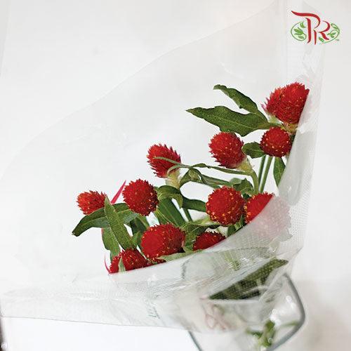 Gomphrena Strawberry - (10 Stems) ***Small-Red-Import-prflorist.com.my