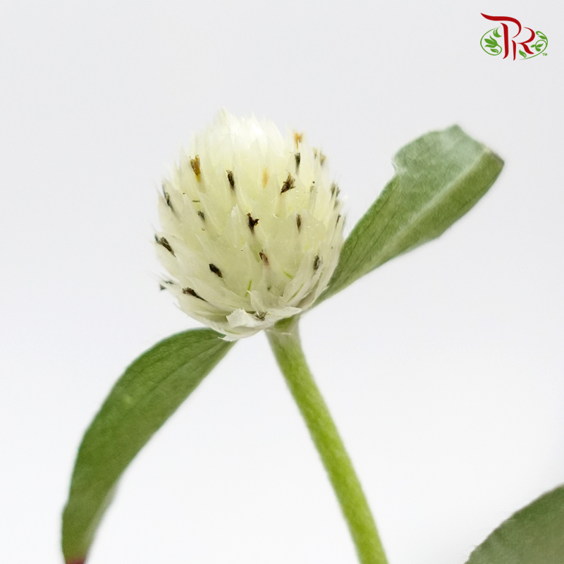 Gomphrena Thousand Day - Cream (Per Bunch)-Cream-China-prflorist.com.my