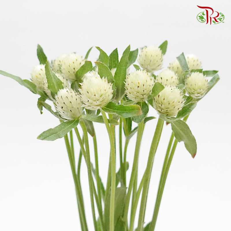 Gomphrena Thousand Day - Cream (Per Bunch)-Cream-China-prflorist.com.my