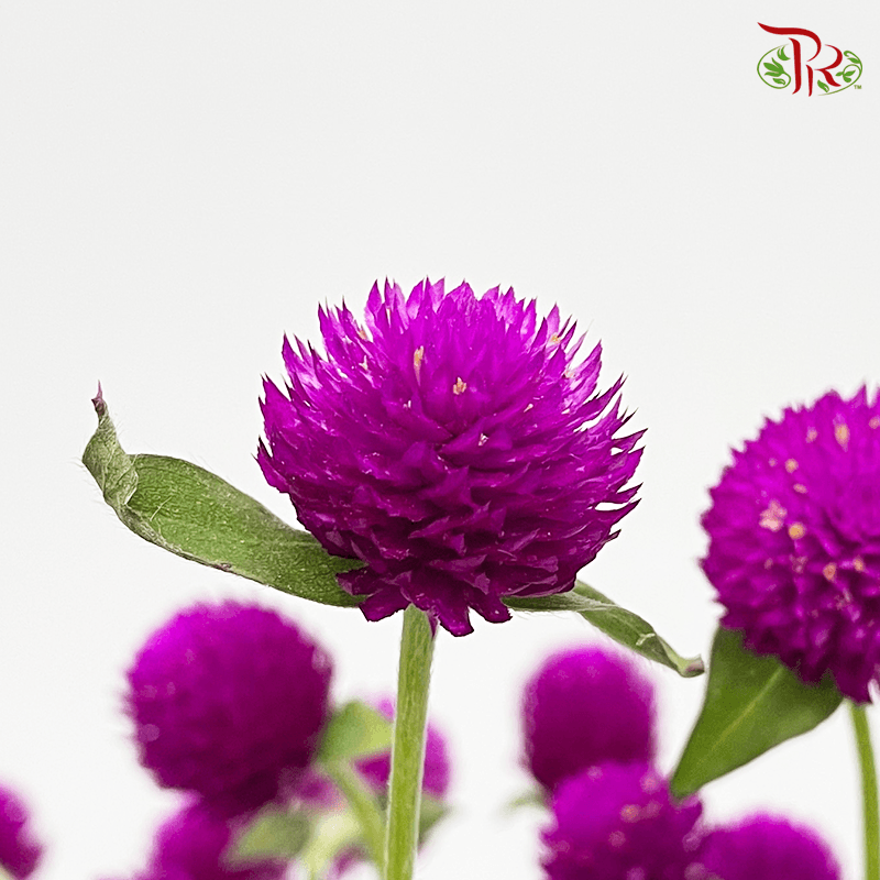 Gomphrena Thousand Day - Dark Purple (Per Bunch)-Purple-China-prflorist.com.my