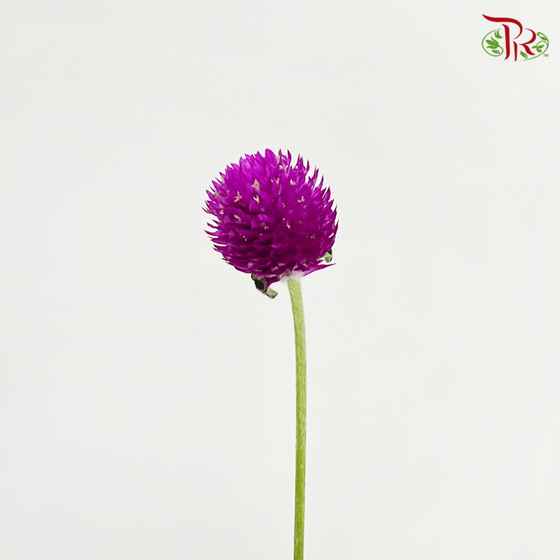 Gomphrena Thousand Day - Dark Purple (Per Bunch)-Purple-China-prflorist.com.my