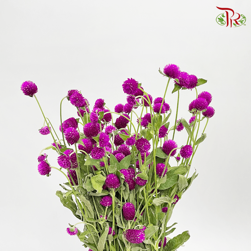 Gomphrena Thousand Day - Dark Purple (Per Bunch)-Purple-China-prflorist.com.my