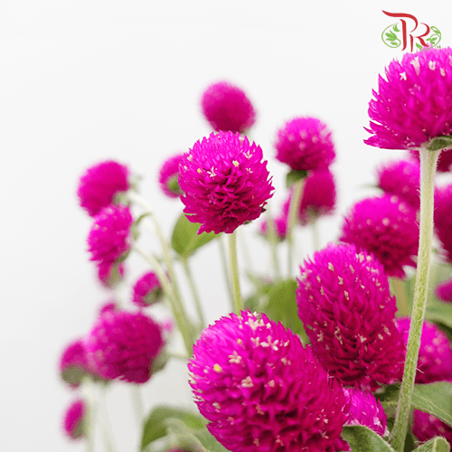 Gomphrena Thousand Day - Purple (Per Bunch)-Purple-China-prflorist.com.my