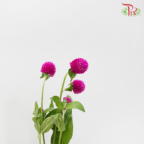 Gomphrena Thousand Day - Purple (Per Bunch)-Purple-China-prflorist.com.my