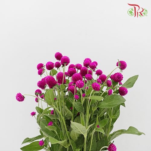 Gomphrena Thousand Day - Purple (Per Bunch)-Purple-China-prflorist.com.my