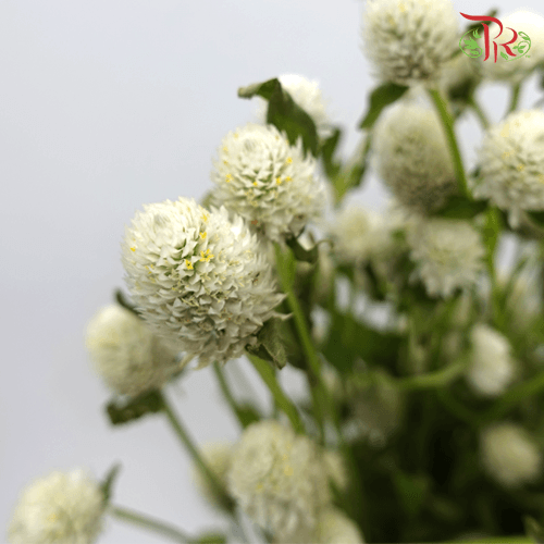 Gomphrena - White (10 Stems)-Import-prflorist.com.my