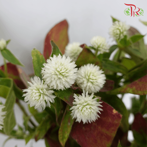 Gomphrena - White (10 Stems)-White-Import-prflorist.com.my
