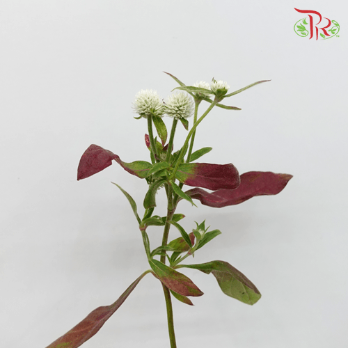 Gomphrena - White (10 Stems)-White-Import-prflorist.com.my