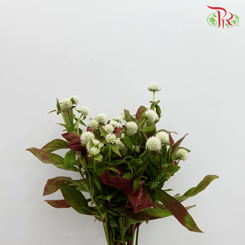 Gomphrena - White (10 Stems)-White-Import-prflorist.com.my