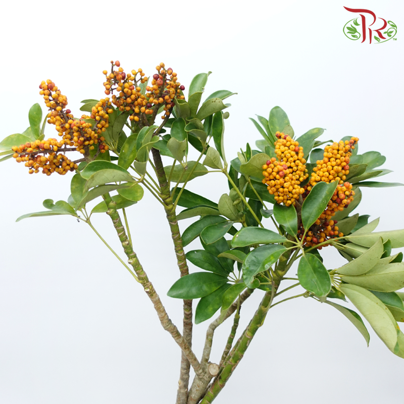 Goose Web Flower - (Per Bunch)-China-prflorist.com.my