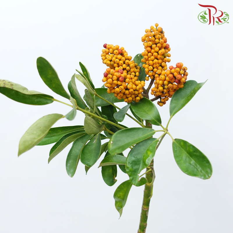 Goose Web Flower - (Per Bunch)-China-prflorist.com.my