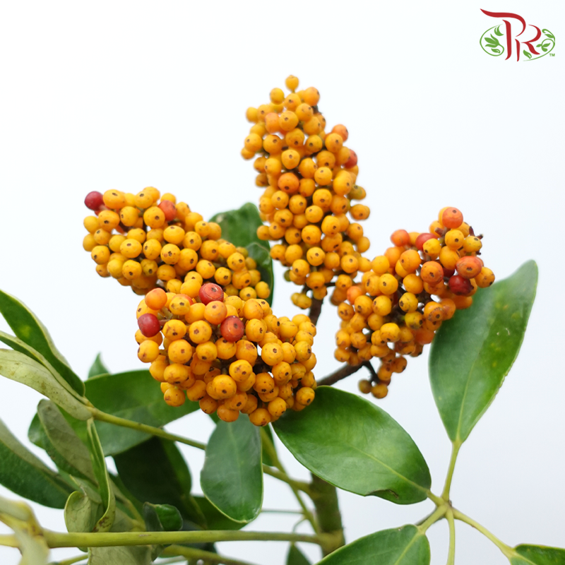 Goose Web Flower - (Per Bunch)-China-prflorist.com.my