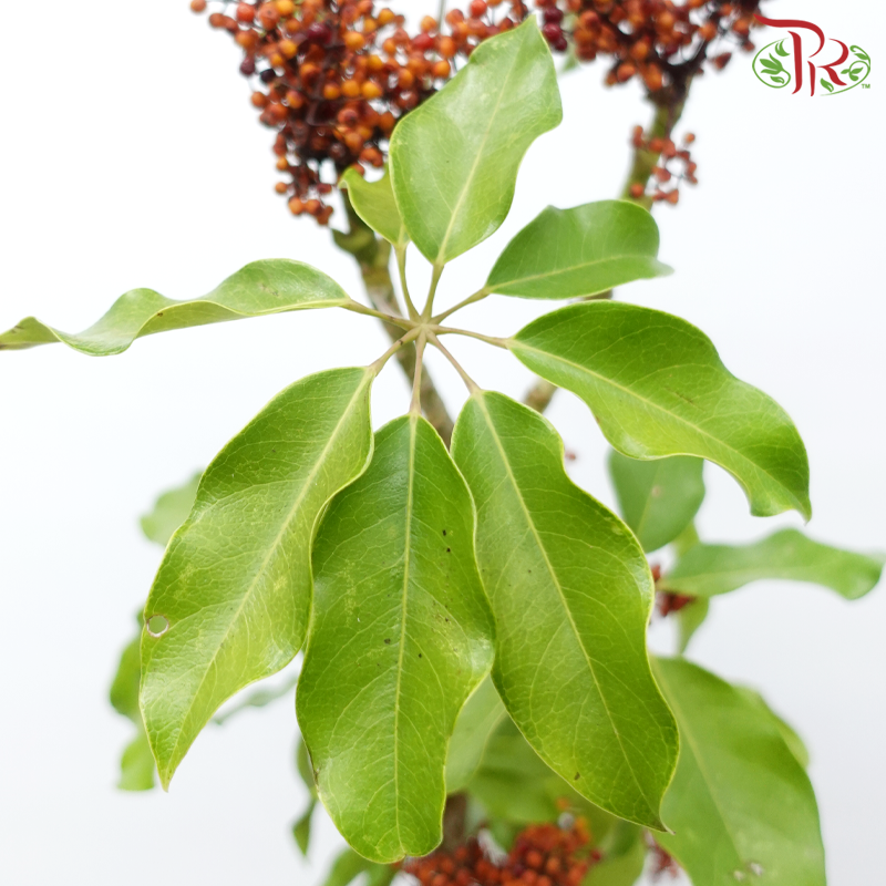 Goose Web Flowers - (Per Bunch)-China-prflorist.com.my