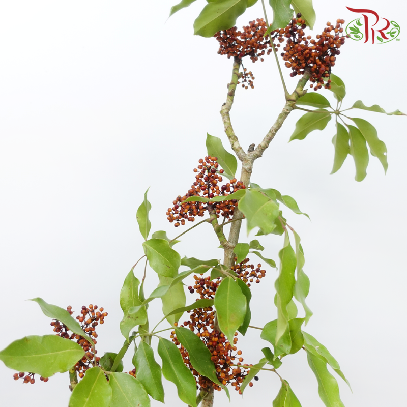 Goose Web Flowers - (Per Bunch)-China-prflorist.com.my