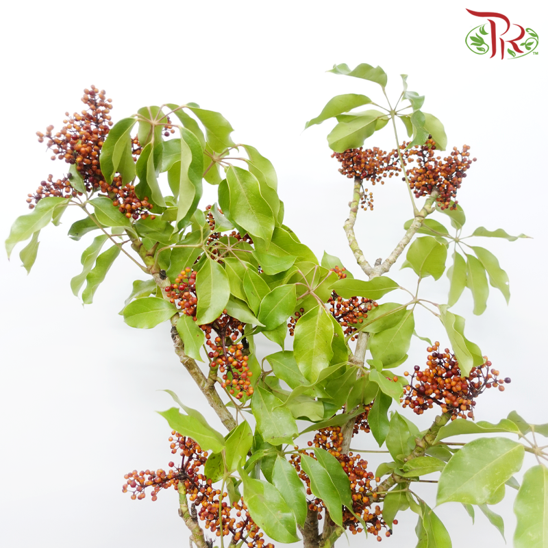 Goose Web Flowers - (Per Bunch)-China-prflorist.com.my