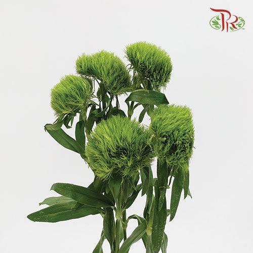 Green Tick - (5 Stems)-Green-Netherland-prflorist.com.my