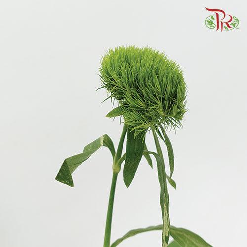 Green Tick - (5 Stems)-Green-Netherland-prflorist.com.my