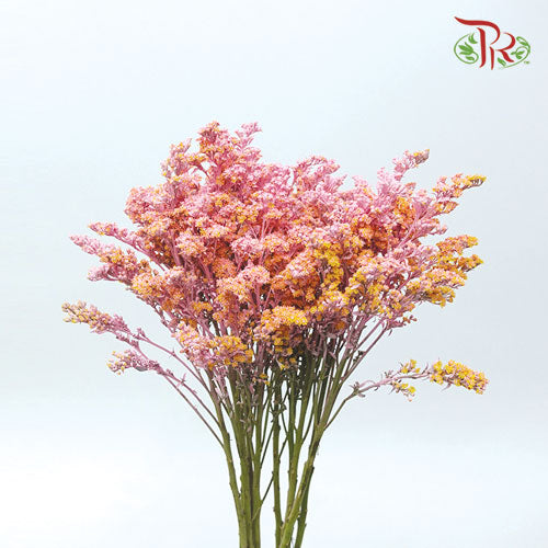Solidago Dyed - Light Pink (10 Stems) - Pudu Ria Florist