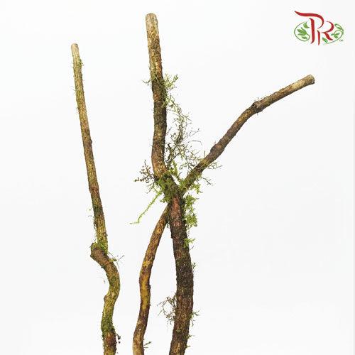 Gymnema Sylvestre - (Bunch)-Import-prflorist.com.my