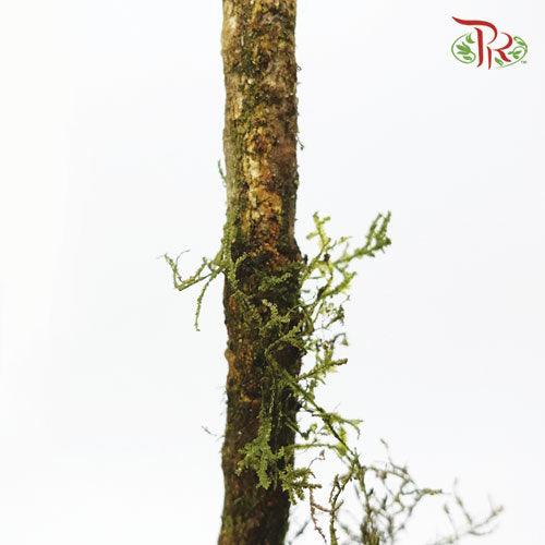 Gymnema Sylvestre - (Bunch)-Import-prflorist.com.my