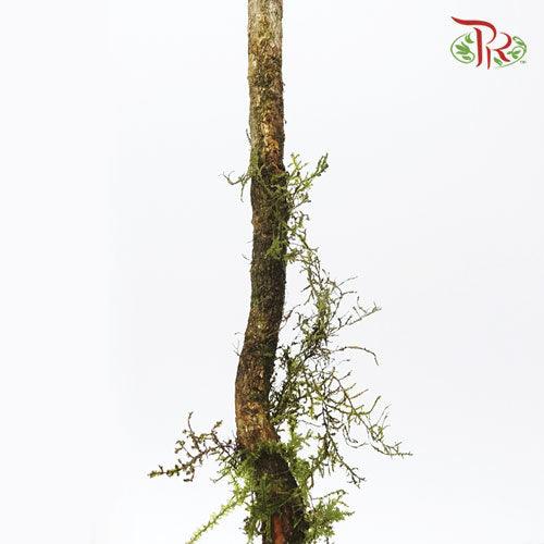 Gymnema Sylvestre - (Bunch)-Import-prflorist.com.my