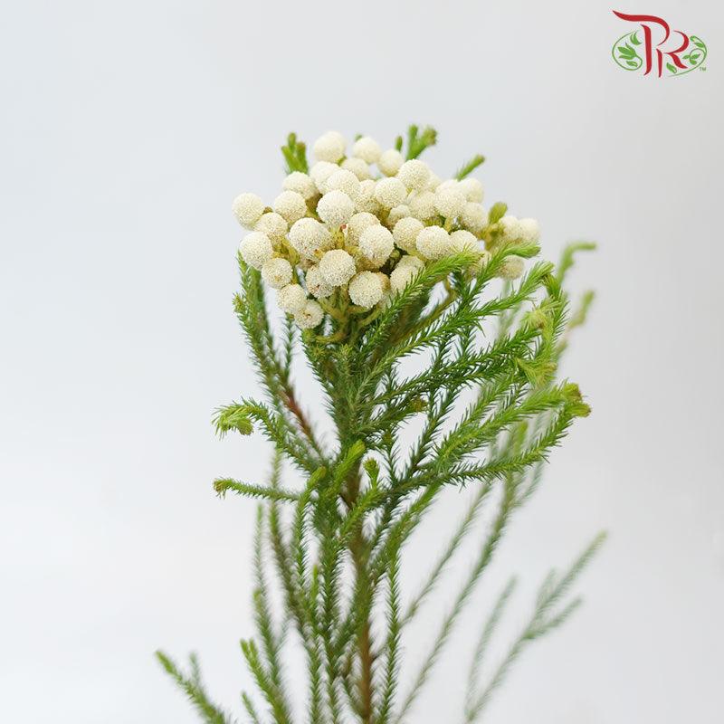 Berzelia Lanuginosa White - (8-10 Stems) - Pudu Ria Florist