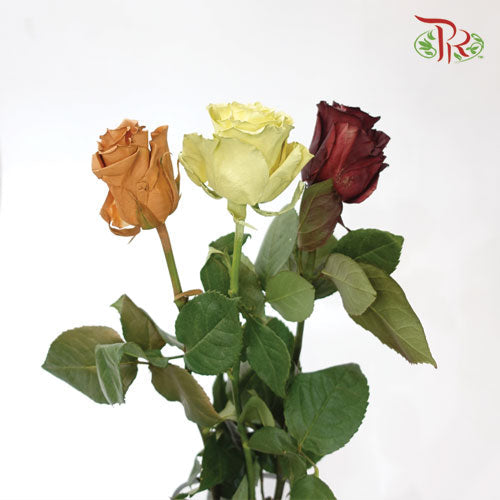 Ceres Rose - Fall Mix 3 (10 stems) - Pudu Ria Florist
