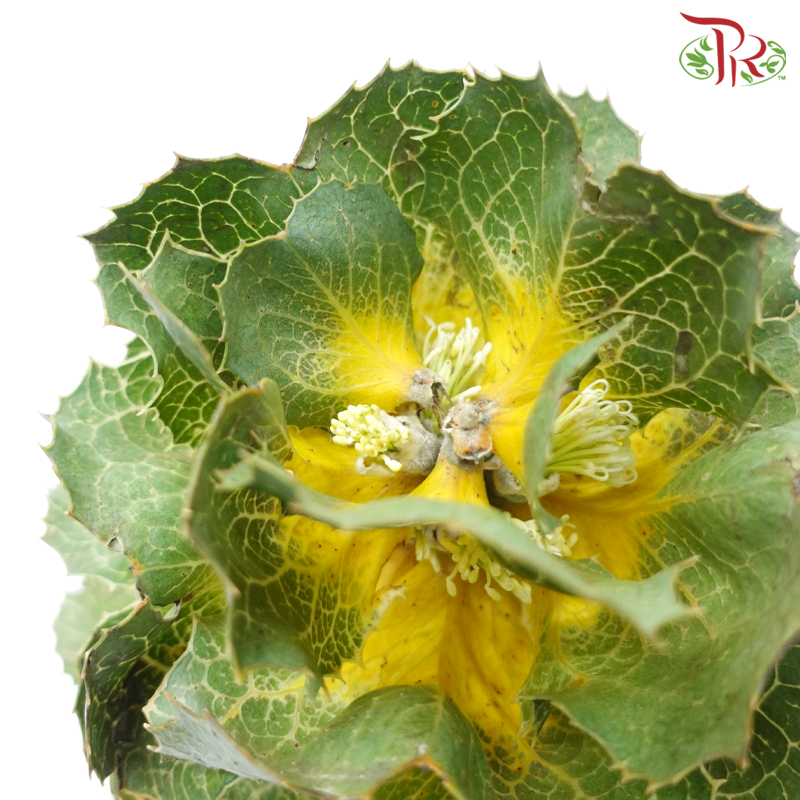 Hakae Victorae - (Per Stem)-Africa-prflorist.com.my