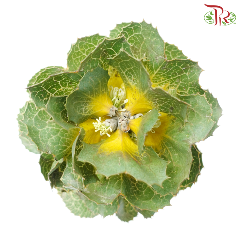 Hakae Victorae - (Per Stem)-Africa-prflorist.com.my