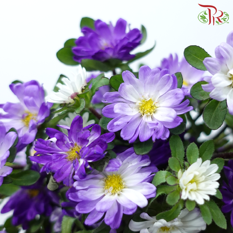Hana - Double Tone Violet & White (Per Bunch)-Double Tone Violet & White-China-prflorist.com.my