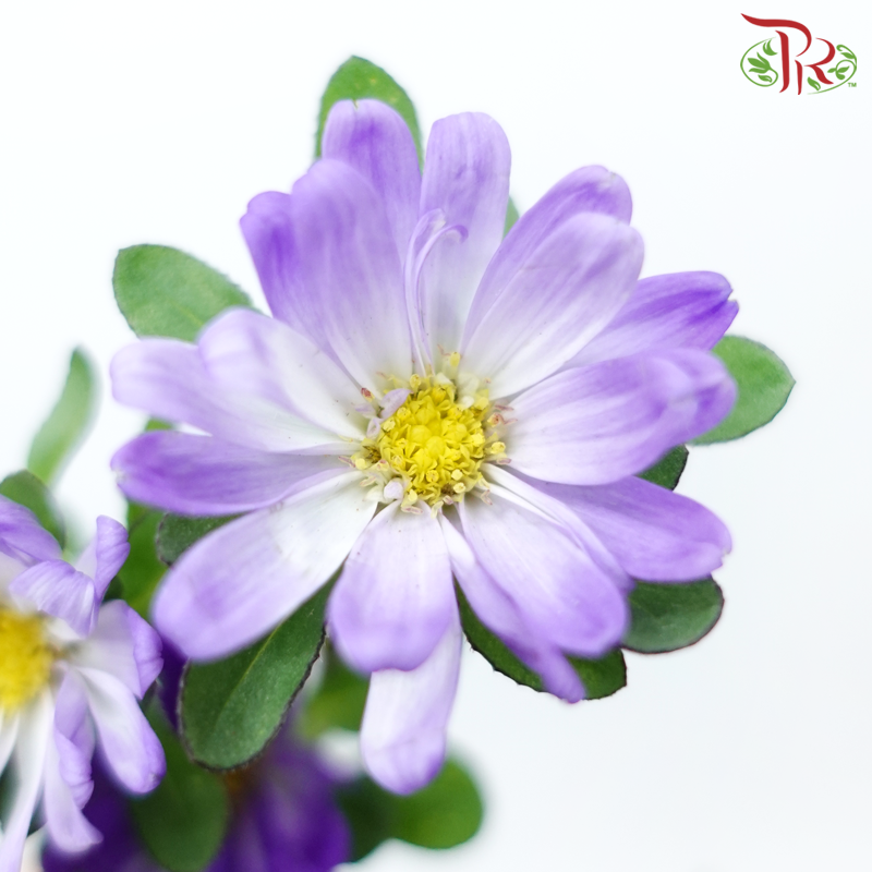 Hana - Double Tone Violet & White (Per Bunch)-Double Tone Violet & White-China-prflorist.com.my