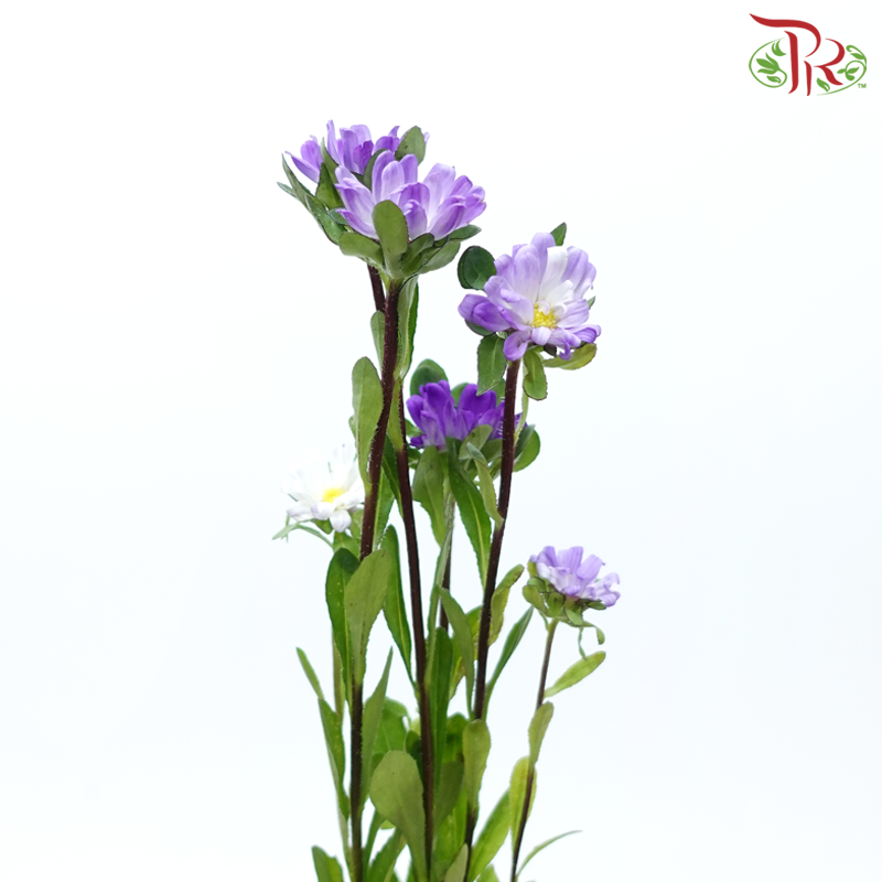 Hana - Double Tone Violet & White (Per Bunch)-Double Tone Violet & White-China-prflorist.com.my