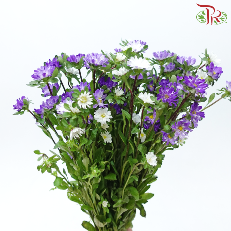 Hana - Double Tone Violet & White (Per Bunch)-Double Tone Violet & White-China-prflorist.com.my
