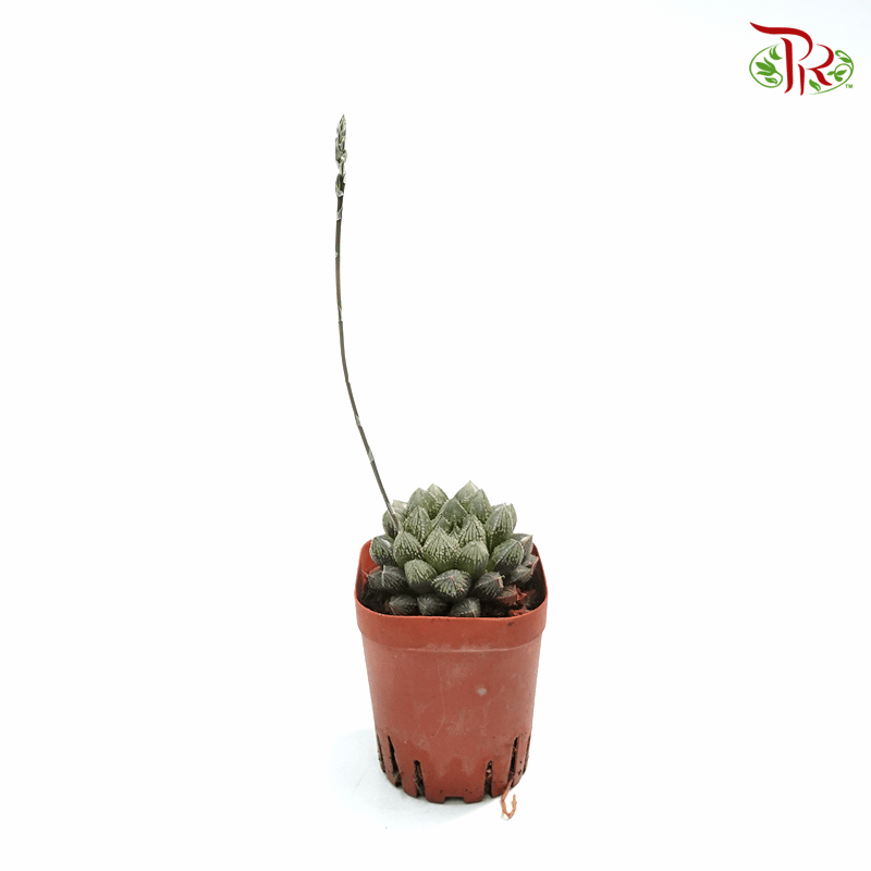 Haworthia Mirror Ball《大葉樓蘭玉露》