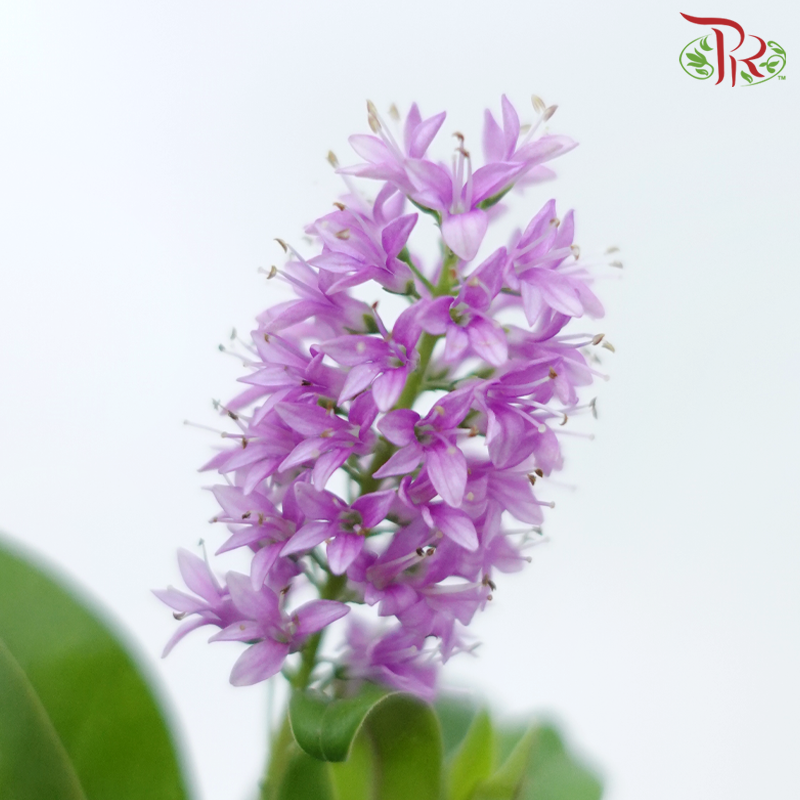 Hebe Subaplina - Cherry Pink (Per Bunch)-Cherry Pink-China-prflorist.com.my