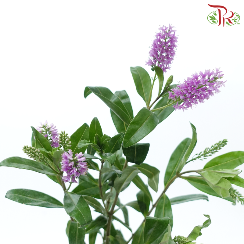 Hebe Subaplina - Cherry Pink (Per Bunch)-Cherry Pink-China-prflorist.com.my